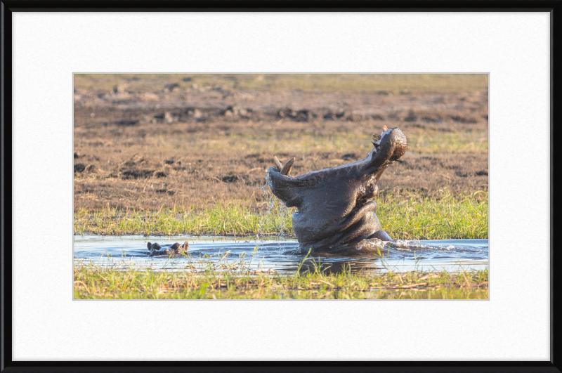 Hippopotamus amphibius, Parque Nacional de Chobe, Botswana - Great Pictures Framed