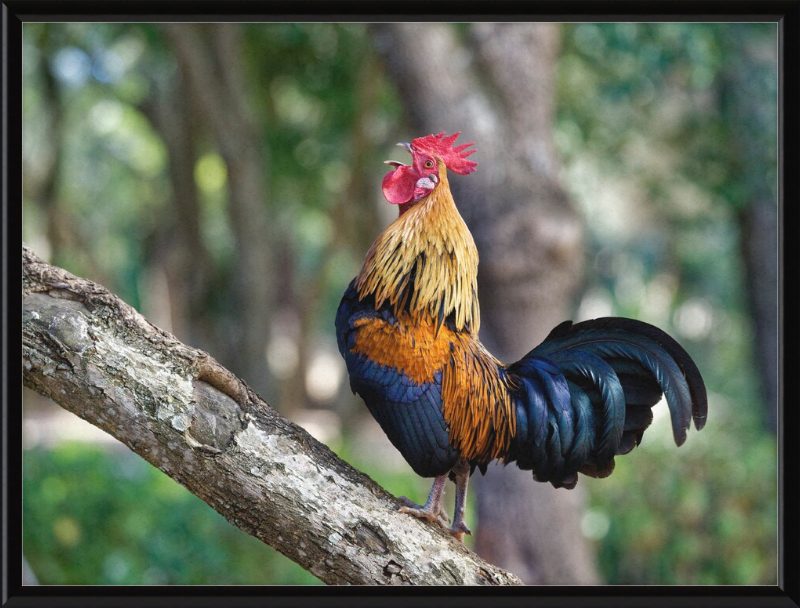 Junglefowl on Tree - Great Pictures Framed