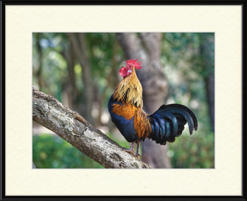 Junglefowl on Tree - Great Pictures Framed