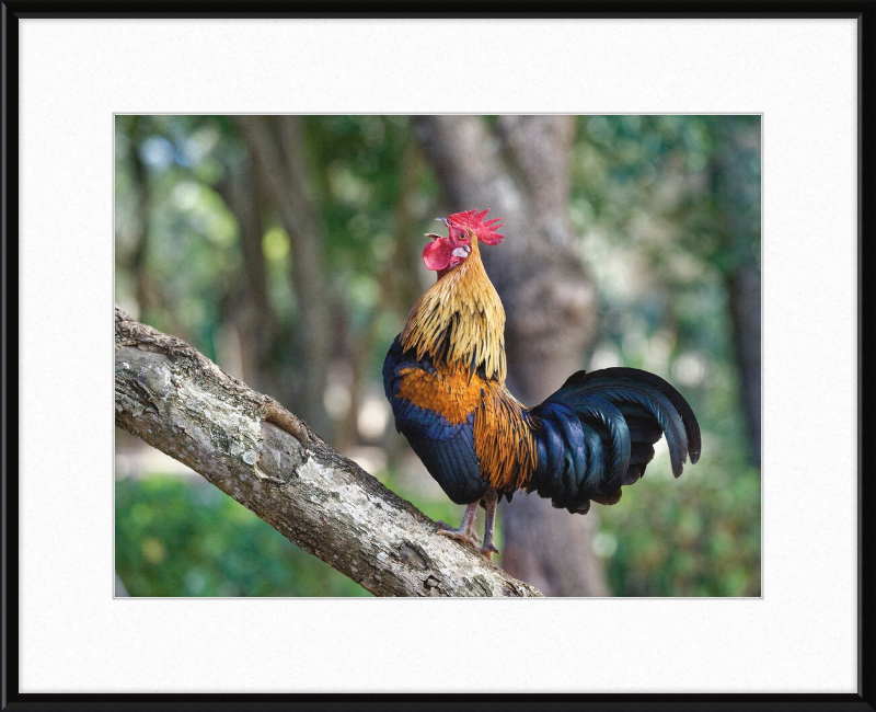 Junglefowl on Tree - Great Pictures Framed
