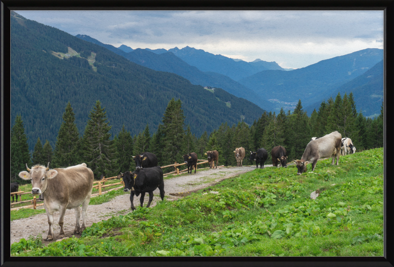 Grazing Cows at the Ritorto Hut (Adamello Brenta Nature Reserve) - Great Pictures Framed