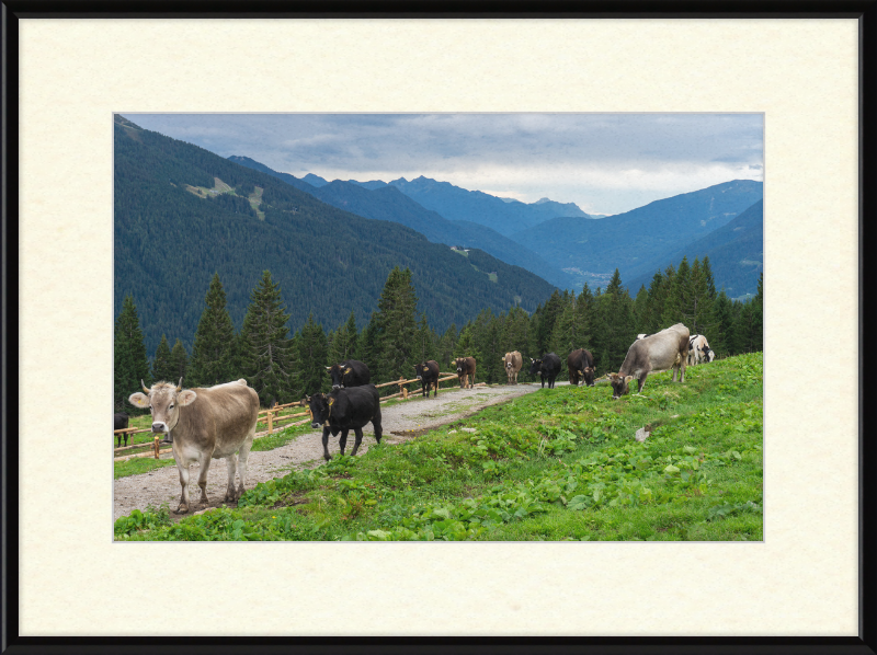 Grazing Cows at the Ritorto Hut (Adamello Brenta Nature Reserve) - Great Pictures Framed