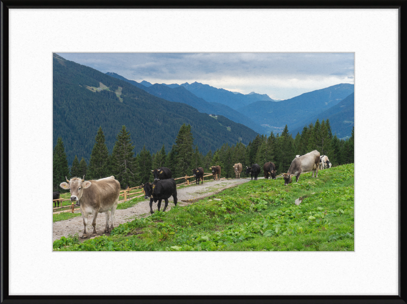 Grazing Cows at the Ritorto Hut (Adamello Brenta Nature Reserve) - Great Pictures Framed