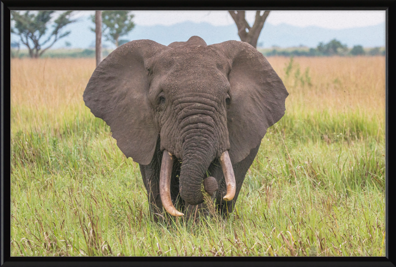 An African Elephant - Great Pictures Framed