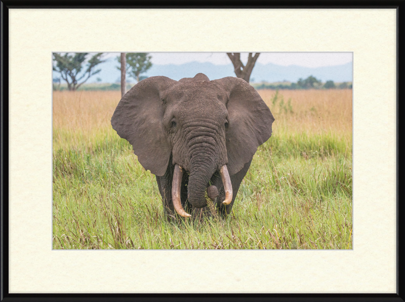 An African Elephant - Great Pictures Framed