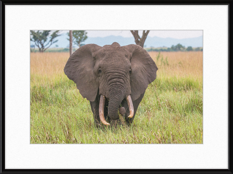 An African Elephant - Great Pictures Framed