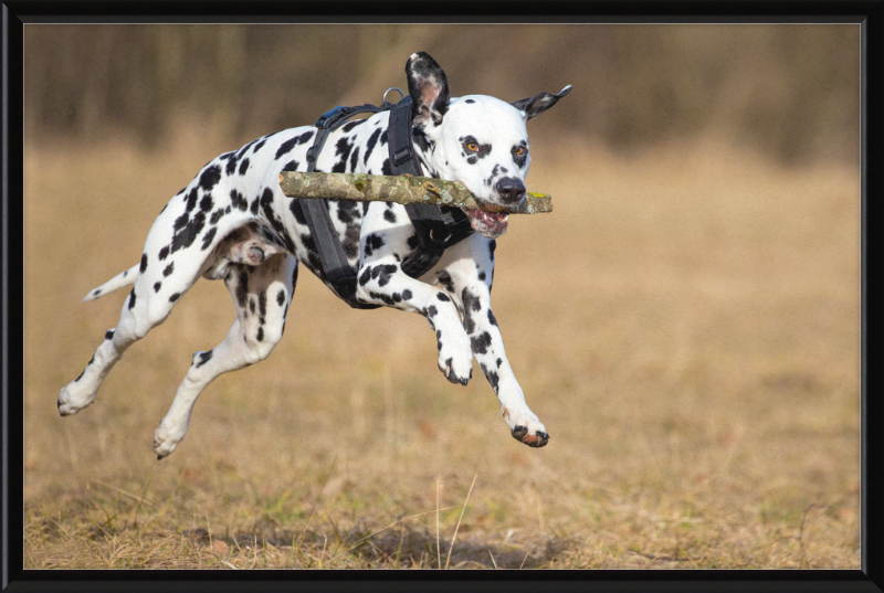 Dalmatian Fetching a Stick - Great Pictures Framed