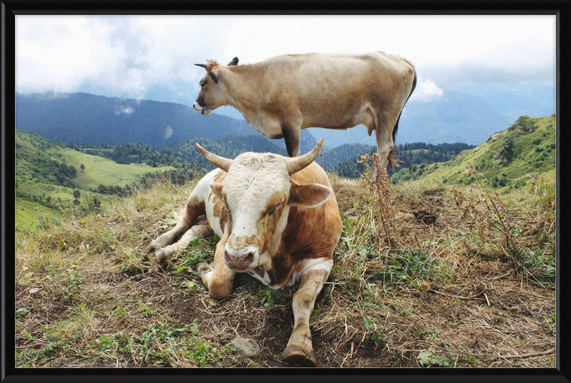Cows in the Caucasus Mountains - Great Pictures Framed