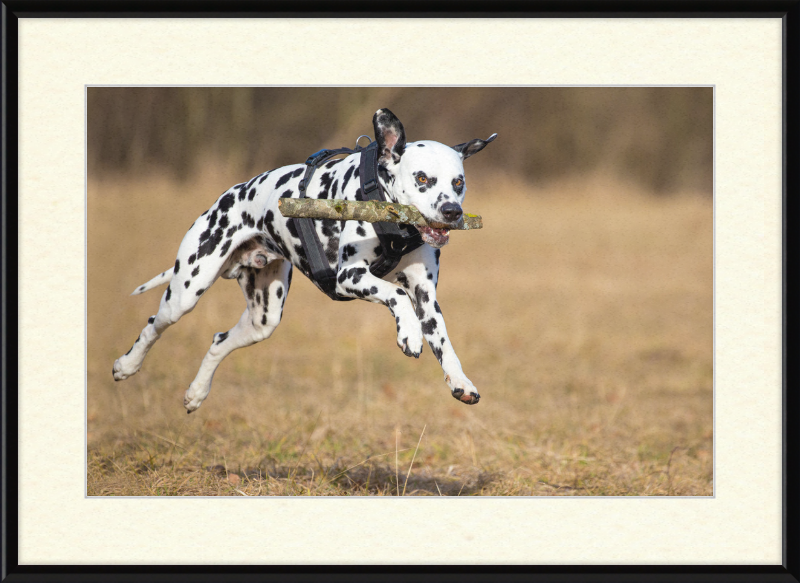 Dalmatian Fetching a Stick - Great Pictures Framed
