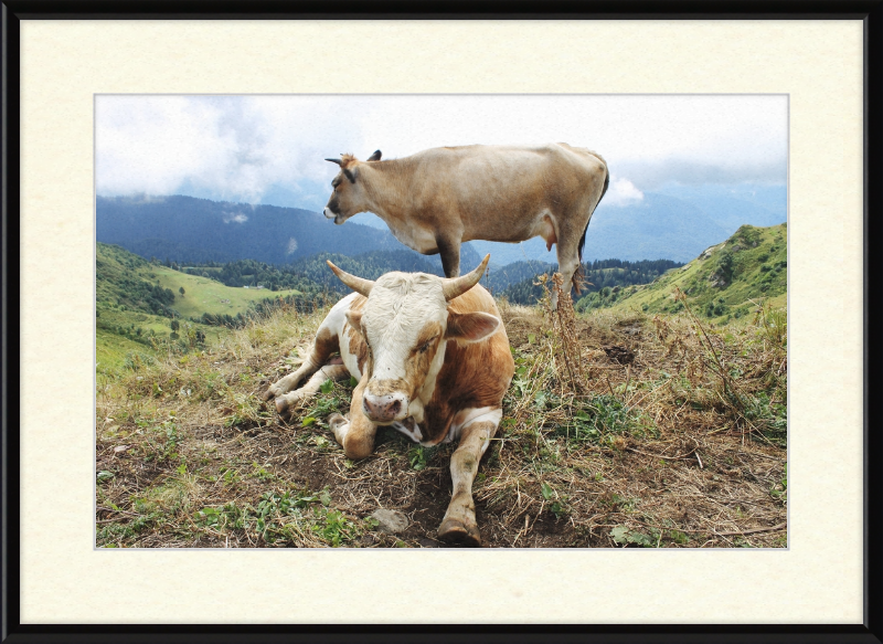 Cows in the Caucasus Mountains - Great Pictures Framed