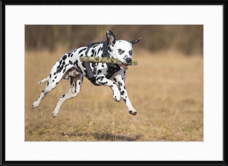 Dalmatian Fetching a Stick - Great Pictures Framed