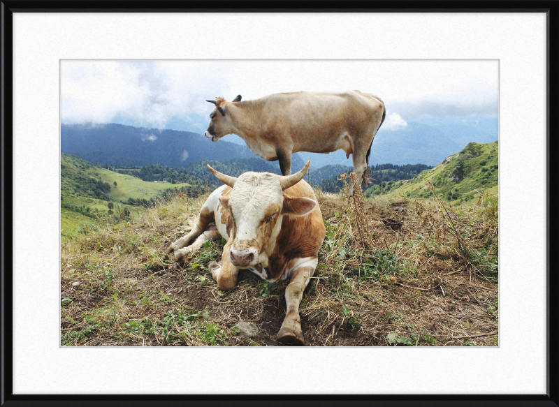 Cows in the Caucasus Mountains - Great Pictures Framed
