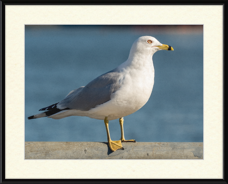 Ring-billed Gull in Red Hook - Great Pictures Framed