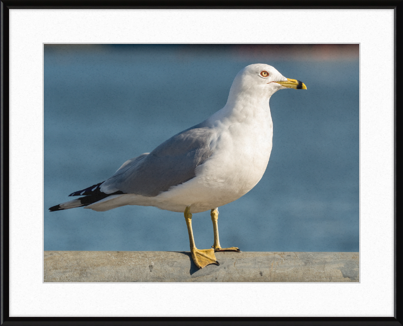Ring-billed Gull in Red Hook - Great Pictures Framed