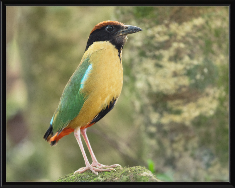 Pitta Versicolor - Kembla Heights - Great Pictures Framed