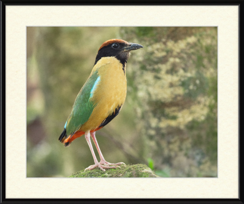 Pitta Versicolor - Kembla Heights - Great Pictures Framed