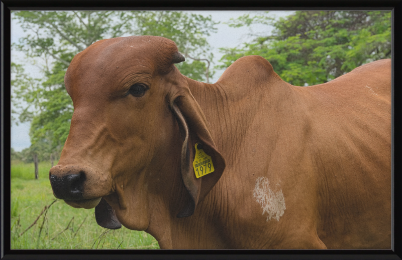 A Regal Cow in Baláncan, Mexico - Great Pictures Framed