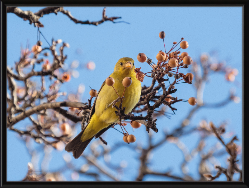 Western Tanager in Chelsea - Great Pictures Framed