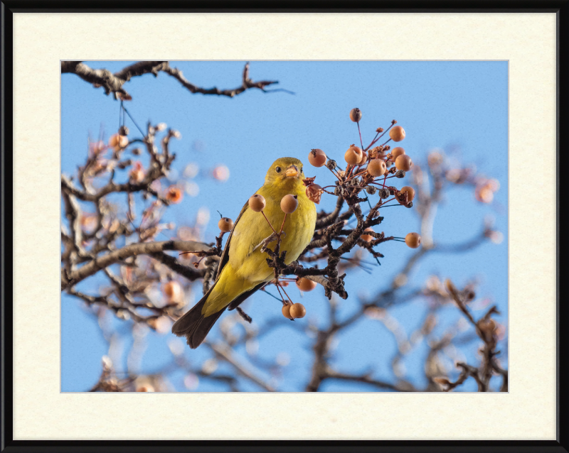 Western Tanager in Chelsea - Great Pictures Framed