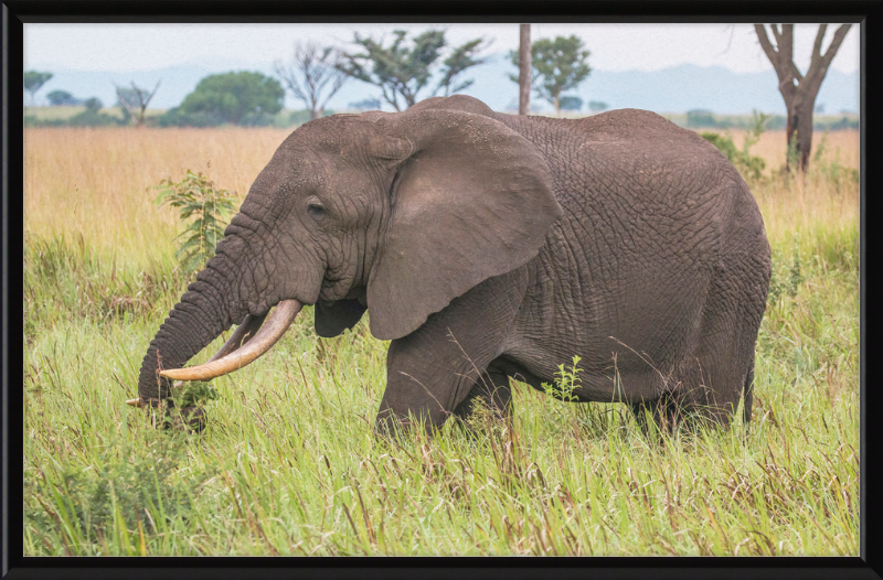 An African Elephant - Great Pictures Framed