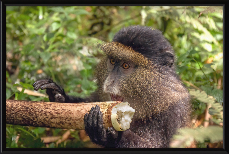 Golden Monkey Eating - Great Pictures Framed