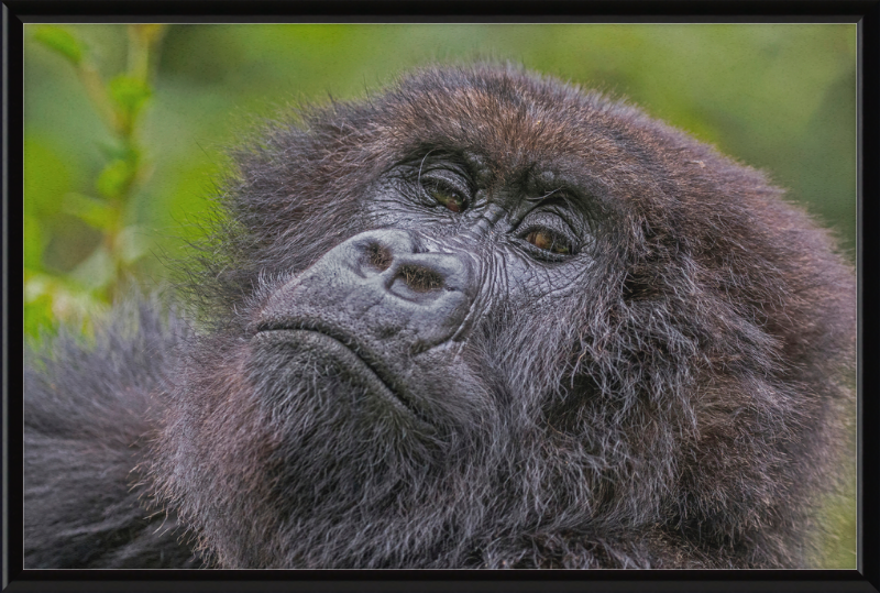 Another Mountain Gorilla in Rwanda - Great Pictures Framed