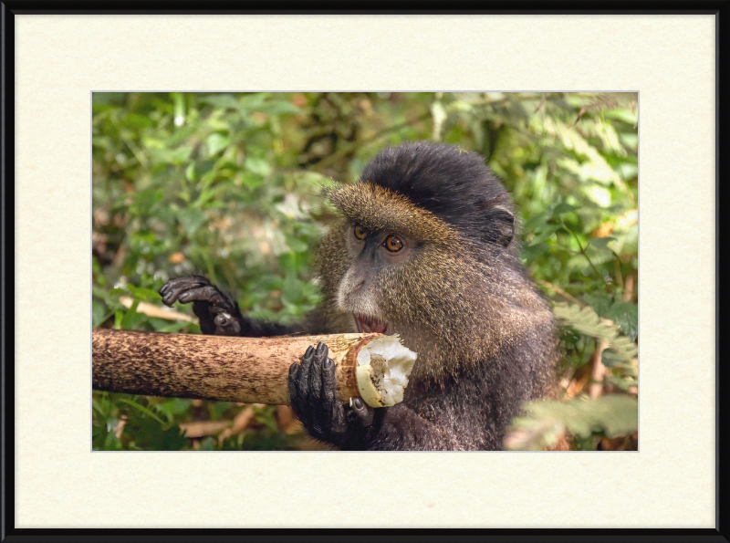Golden Monkey Eating - Great Pictures Framed
