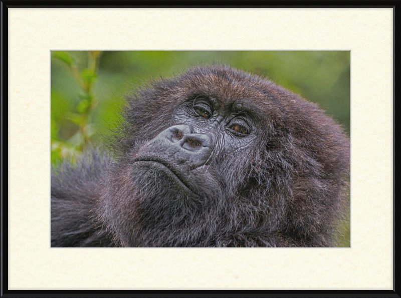 Another Mountain Gorilla in Rwanda - Great Pictures Framed