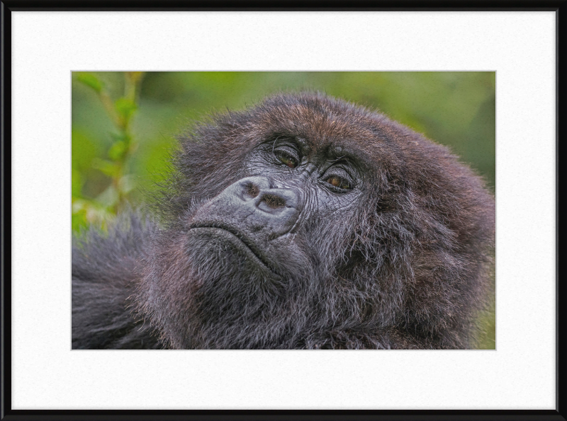 Another Mountain Gorilla in Rwanda - Great Pictures Framed