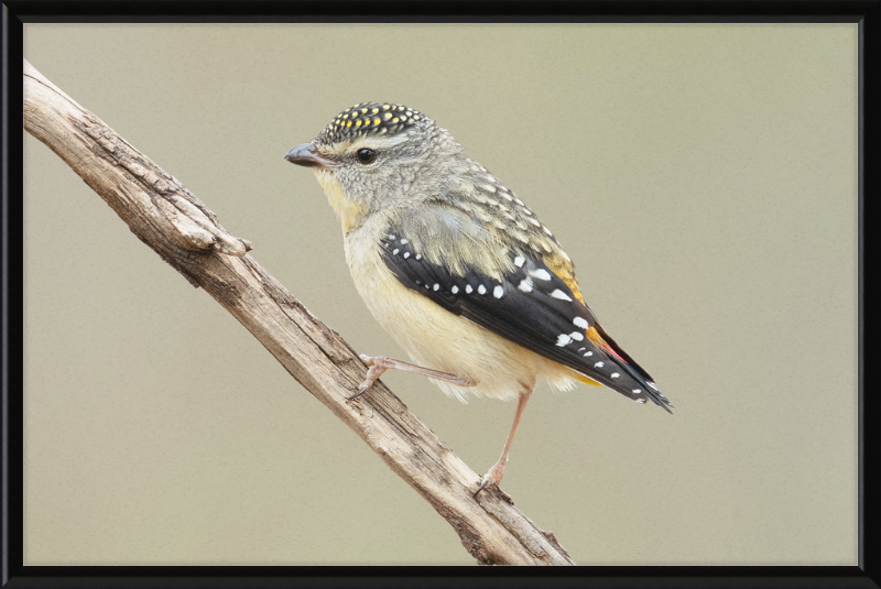 Pardalotus Punctatus - Glen Davis - Great Pictures Framed