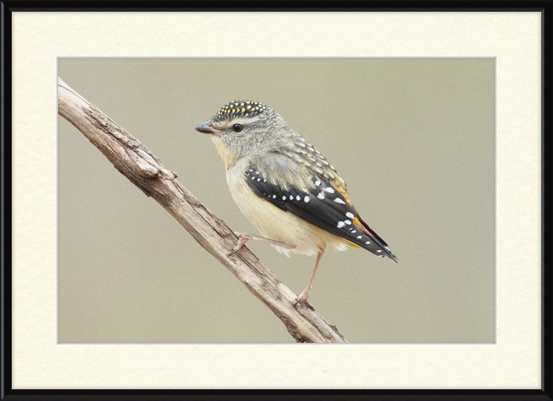 Pardalotus Punctatus - Glen Davis - Great Pictures Framed