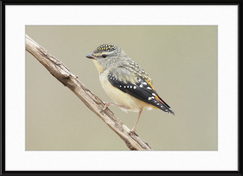 Pardalotus Punctatus - Glen Davis - Great Pictures Framed