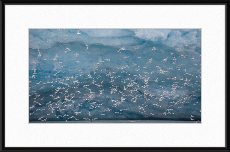Kittywakes (Rissa Tridactyla) Hunting Fish at a Glacier on Svalbard - Great Pictures Framed