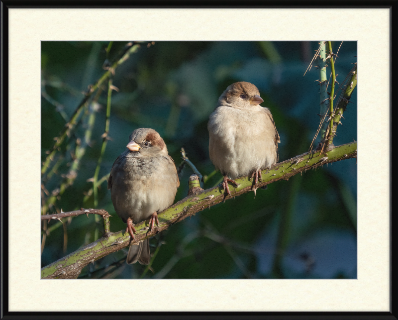 House Sparrows - Great Pictures Framed