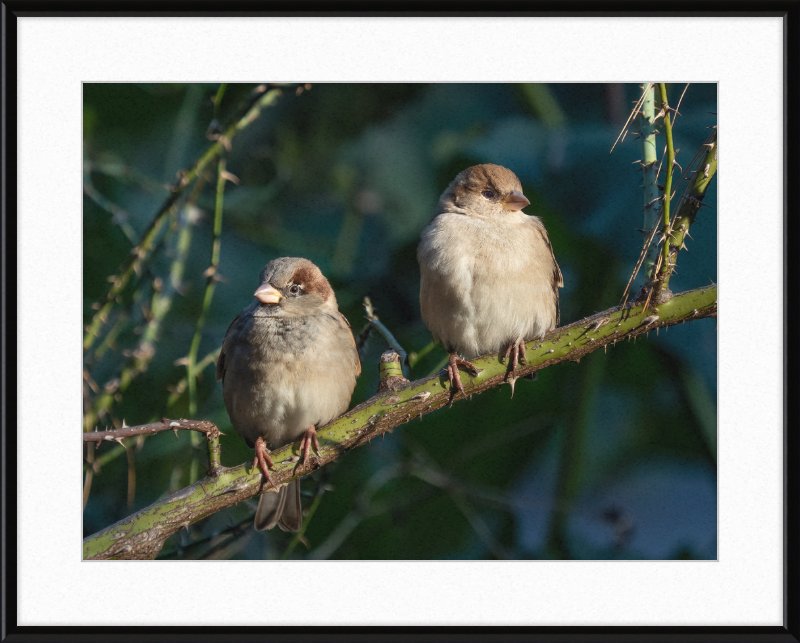 House Sparrows - Great Pictures Framed