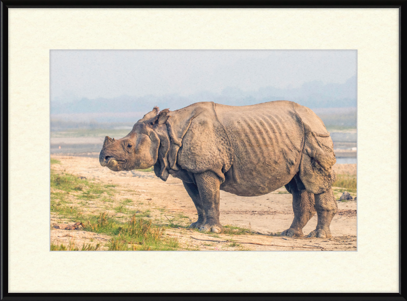 Indian Rhinoceros - Great Pictures Framed