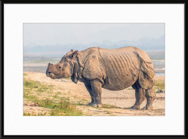 Indian Rhinoceros - Great Pictures Framed