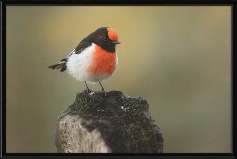 Red-capped Robin - Bimbi - Great Pictures Framed
