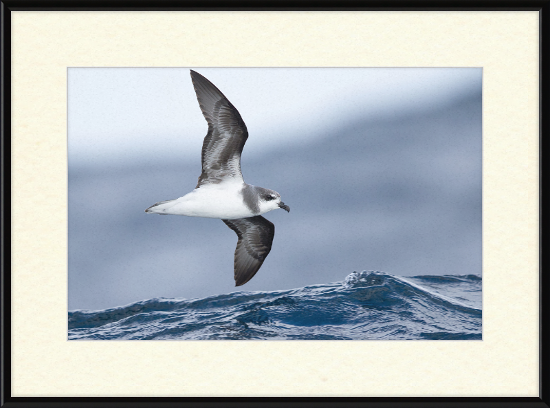 Pterodroma mollis - Tasmania - Great Pictures Framed