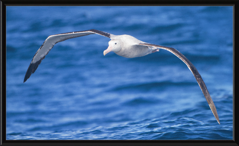 Diomedea Exulans in flight - SE Tasmania - Great Pictures Framed