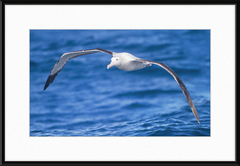 Diomedea Exulans in flight - SE Tasmania - Great Pictures Framed