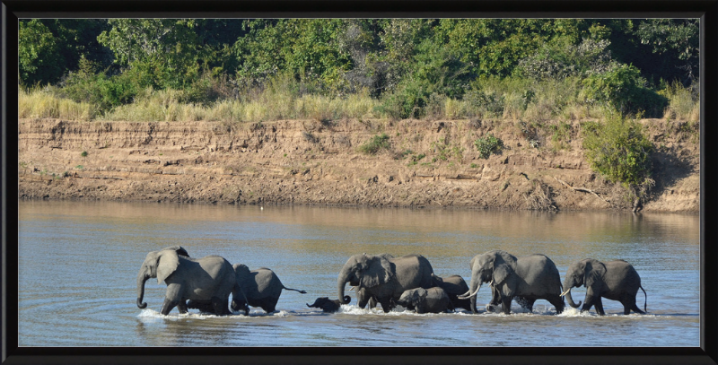 Loxodonta africana South Luangwa National Park (1) - Great Pictures Framed