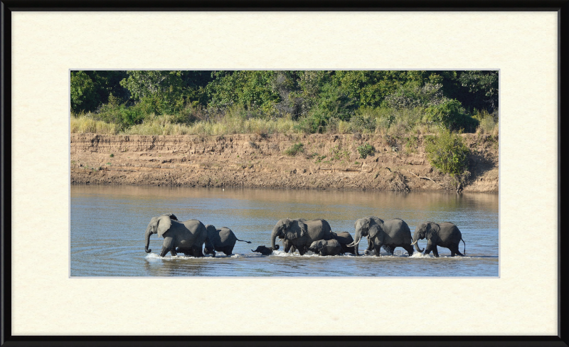 Loxodonta africana South Luangwa National Park (1) - Great Pictures Framed