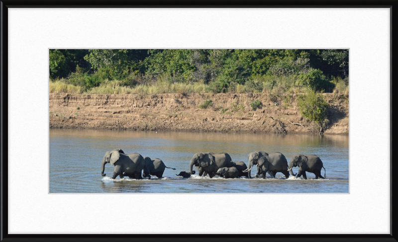 Loxodonta africana South Luangwa National Park (1) - Great Pictures Framed