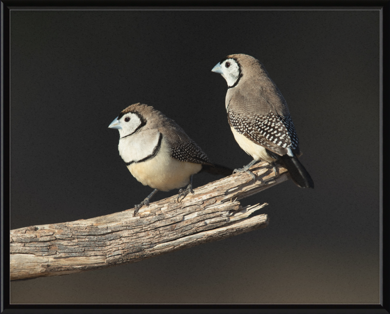 Taeniopygia bichenovii - Glen Alice - Great Pictures Framed
