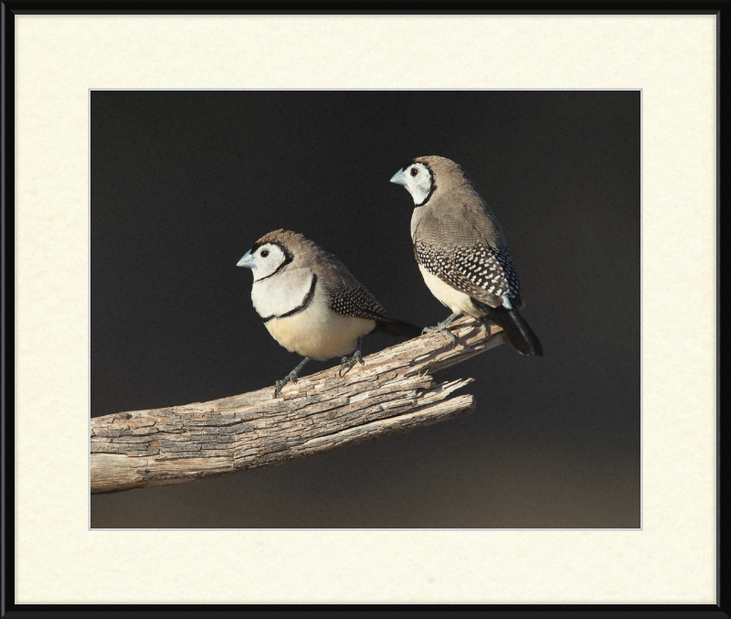 Taeniopygia bichenovii - Glen Alice - Great Pictures Framed