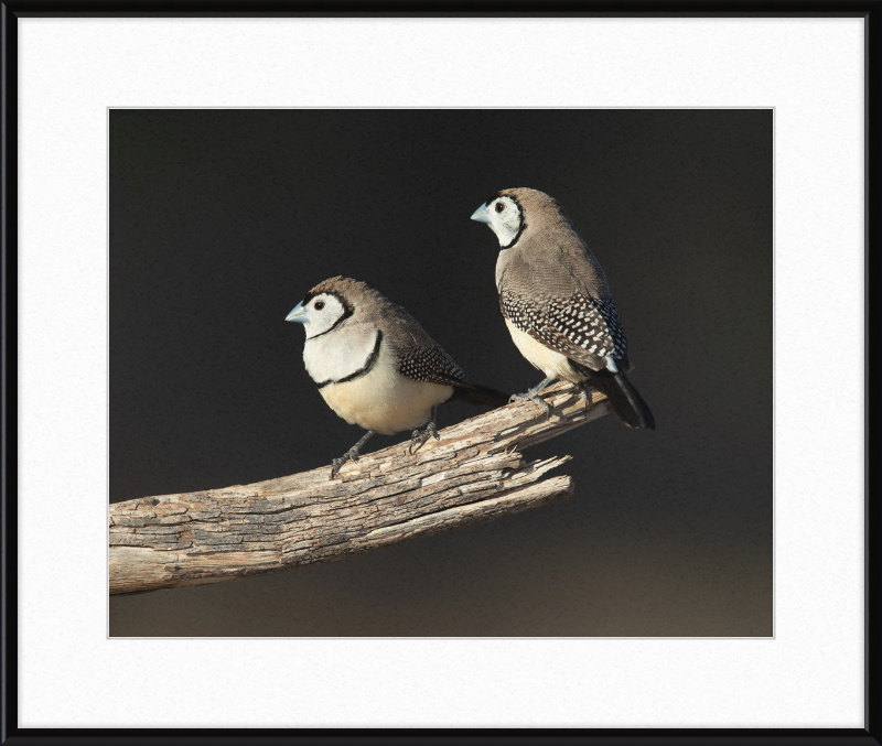 Taeniopygia bichenovii - Glen Alice - Great Pictures Framed