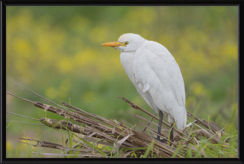 Cattle Egret on a Lake South of Tunis - Great Pictures Framed