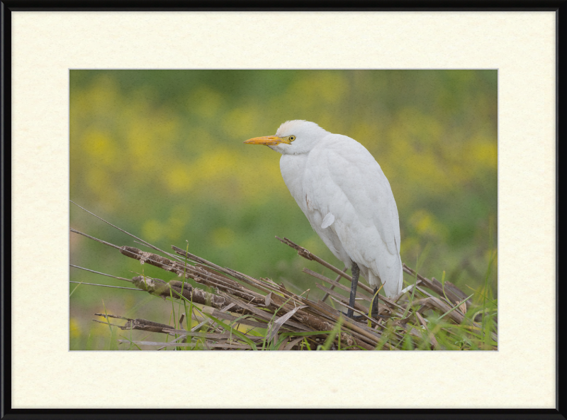 Cattle Egret on a Lake South of Tunis - Great Pictures Framed