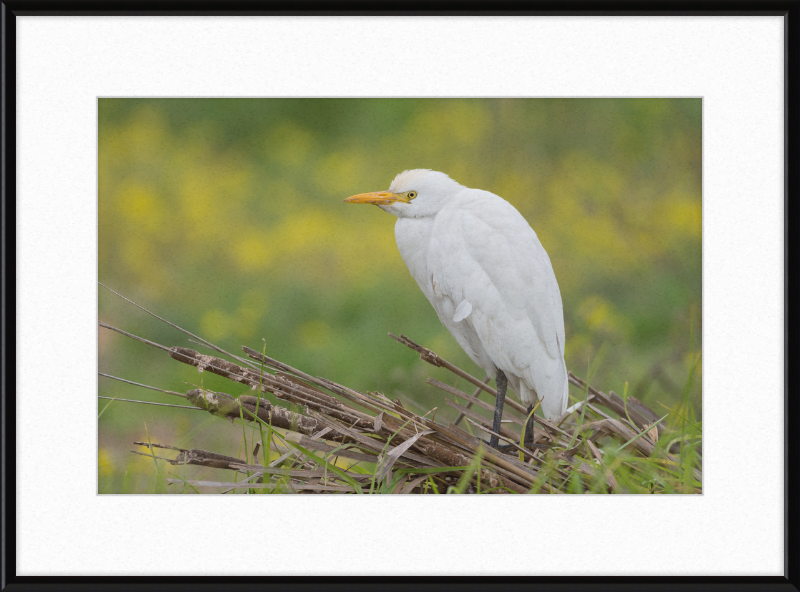 Cattle Egret on a Lake South of Tunis - Great Pictures Framed